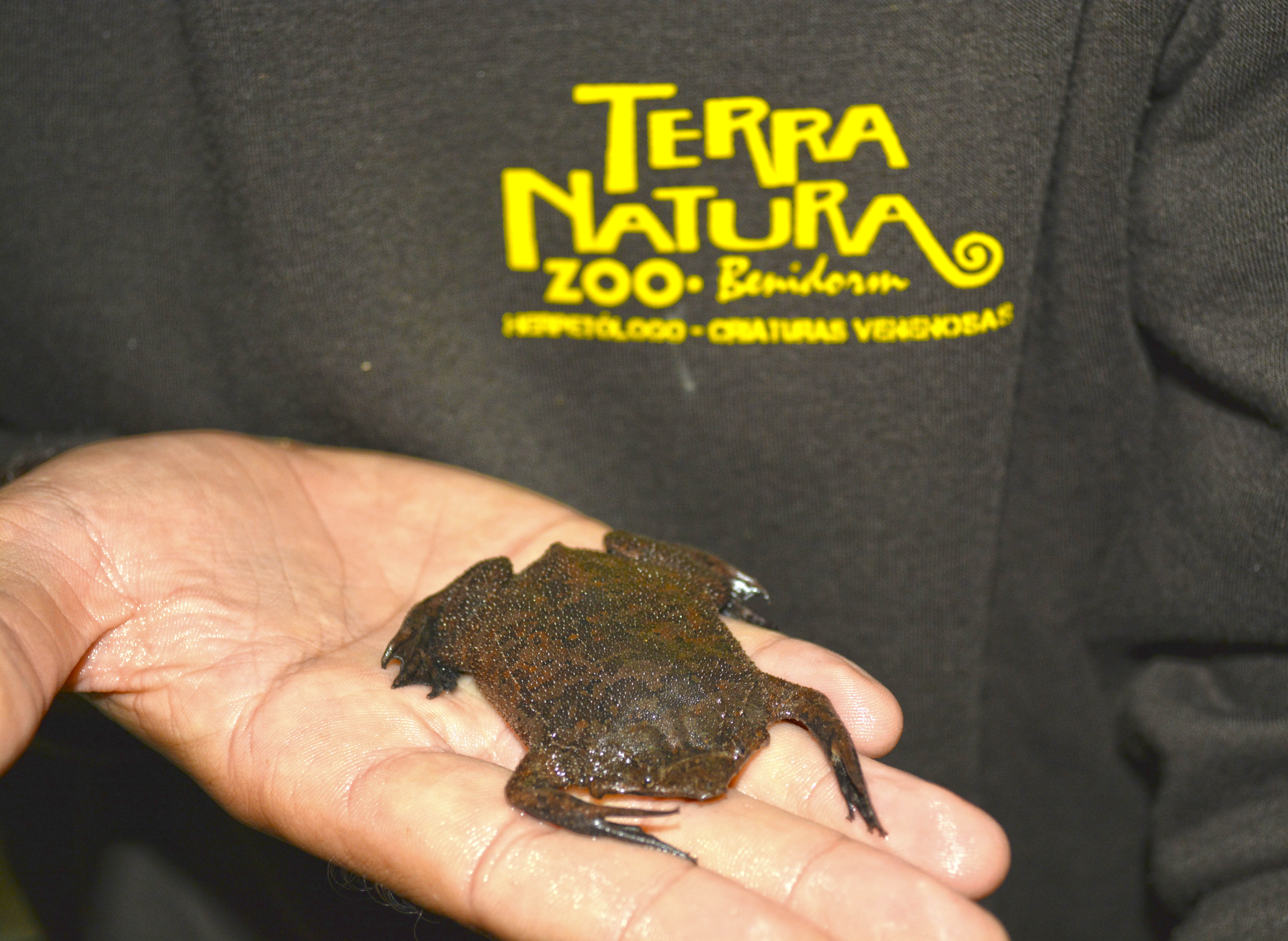 terraNaturaBenidormToad